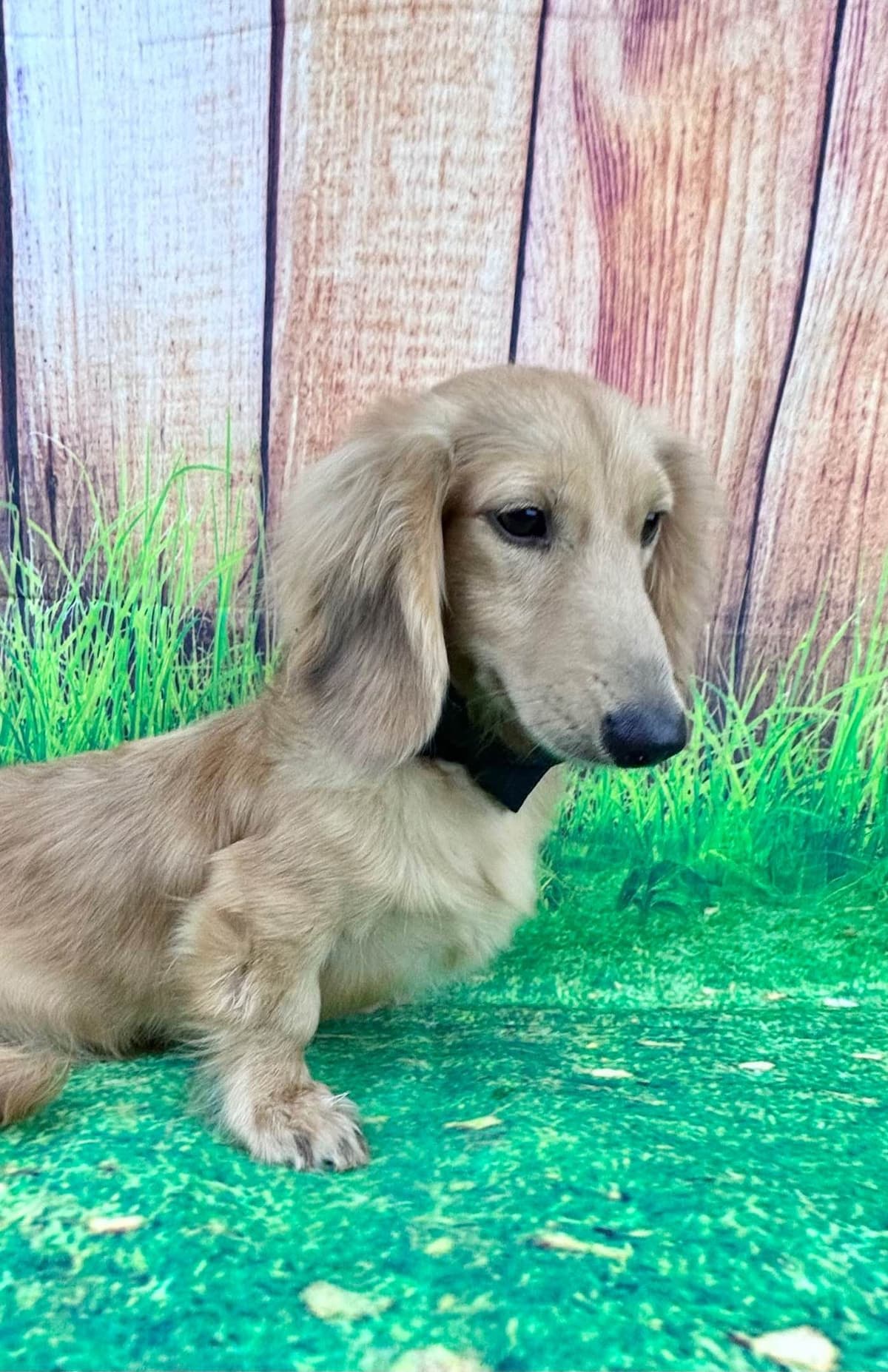 Dachshund Puppies breeder image 3