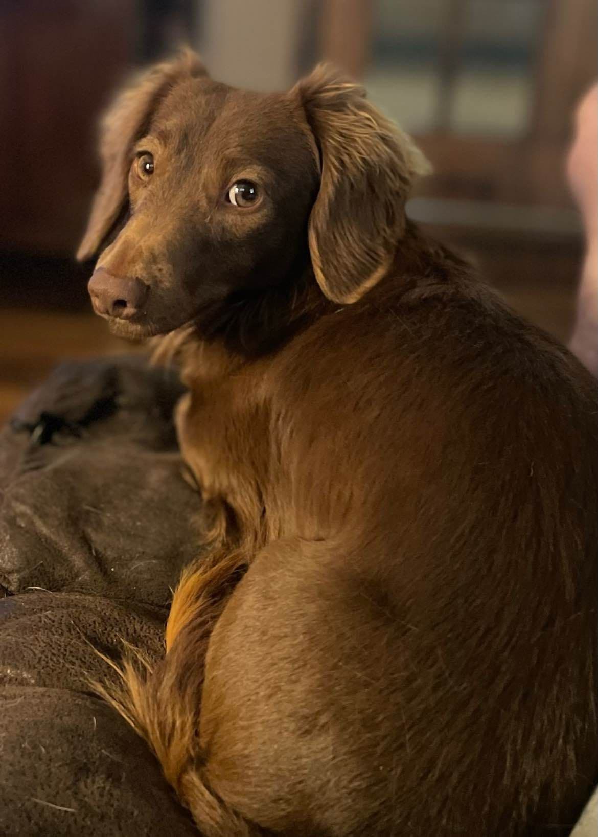 Dachshund Puppies breeder image 4