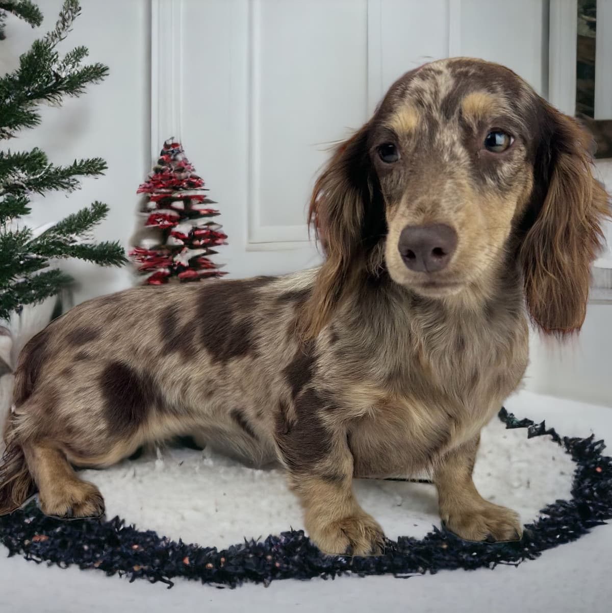 Dachshund Puppies breeder image 6