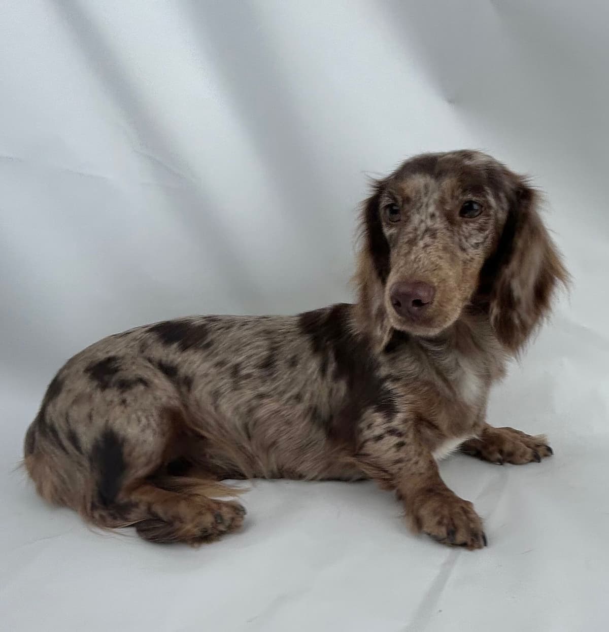 Dachshund Puppies breeder image 7