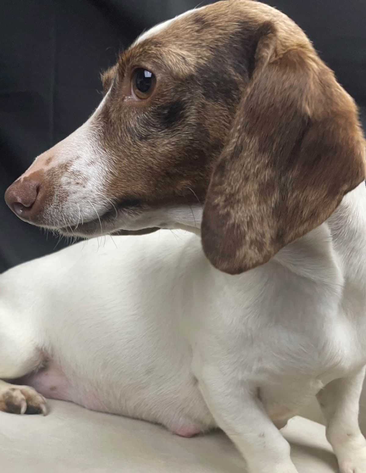 Dachshund Puppies breeder image 8