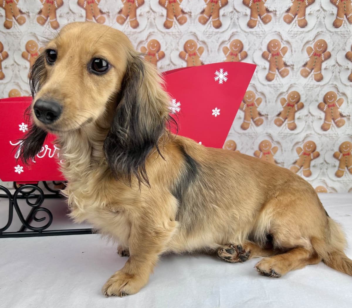 Dachshund Puppies breeder image 10