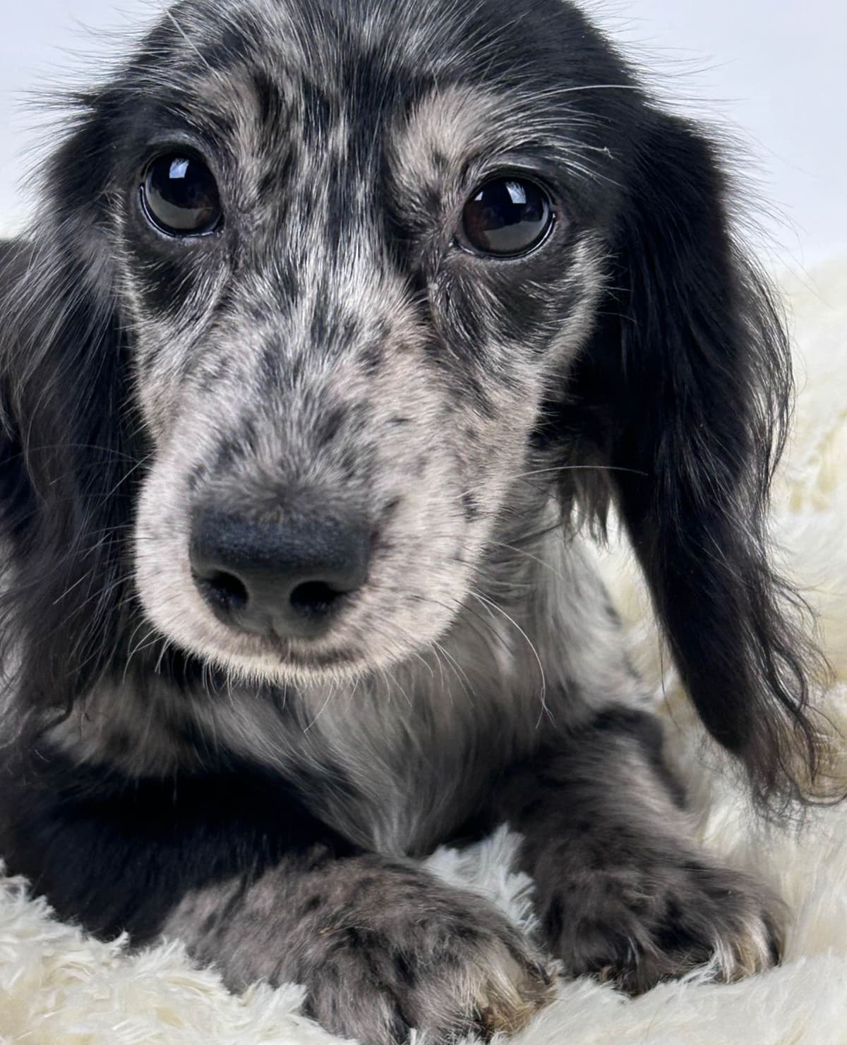 Dachshund Puppies breeder image 9