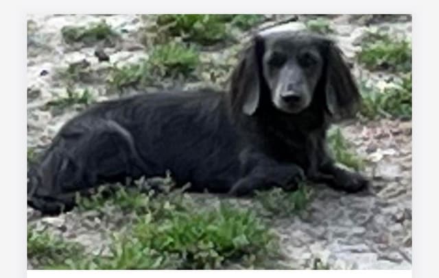 Dachshund Puppies media 3