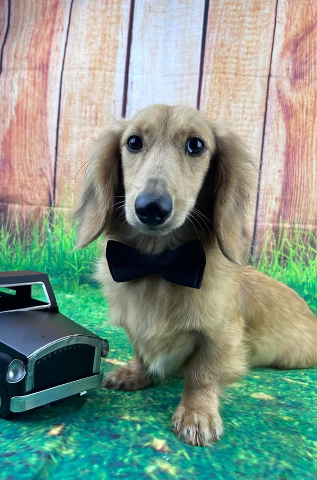 Dachshund Puppies media 4