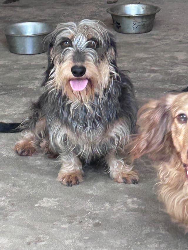 Dachshund Puppies media 3