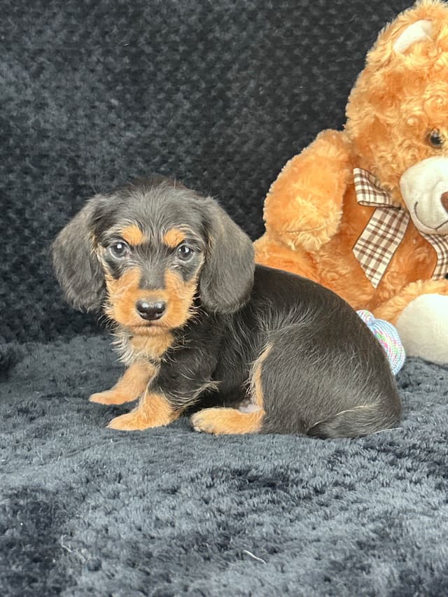 Dachshund Puppies media 2