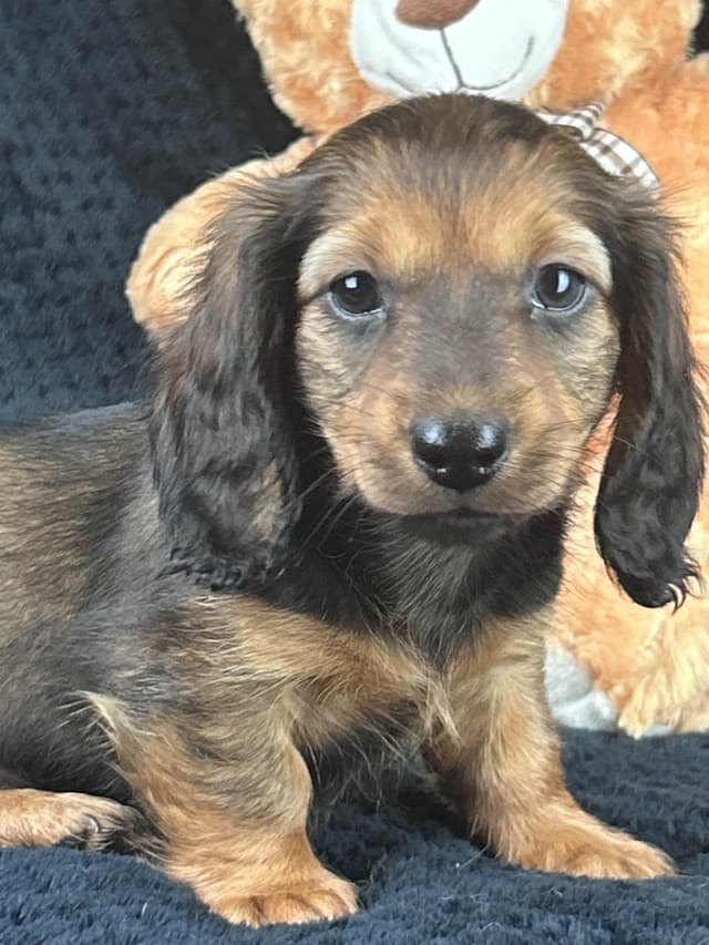 Dachshund Puppies media 2