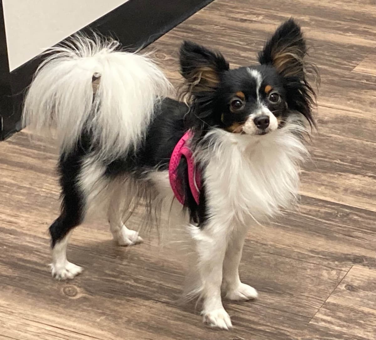 Papillon Puppies breeder image 1