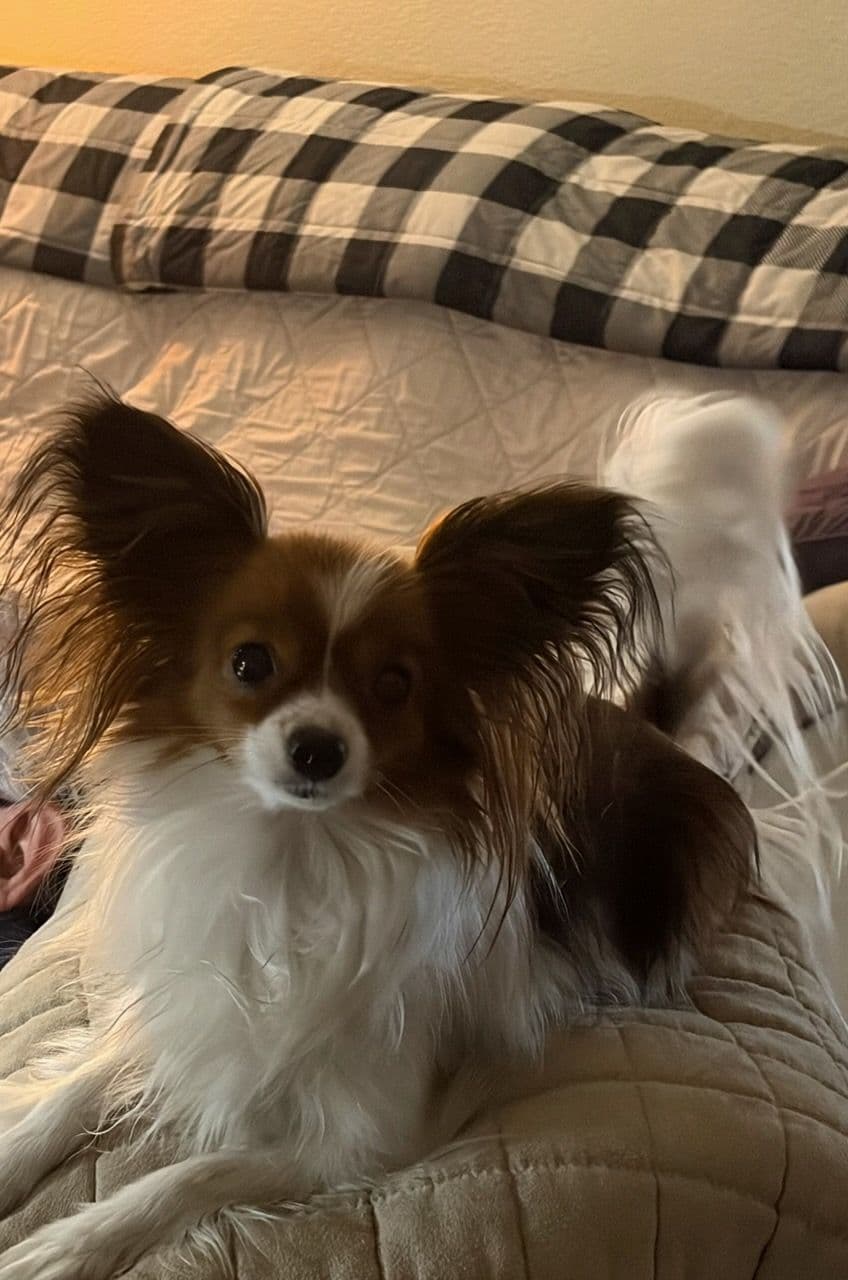 Papillon Puppies breeder image 2