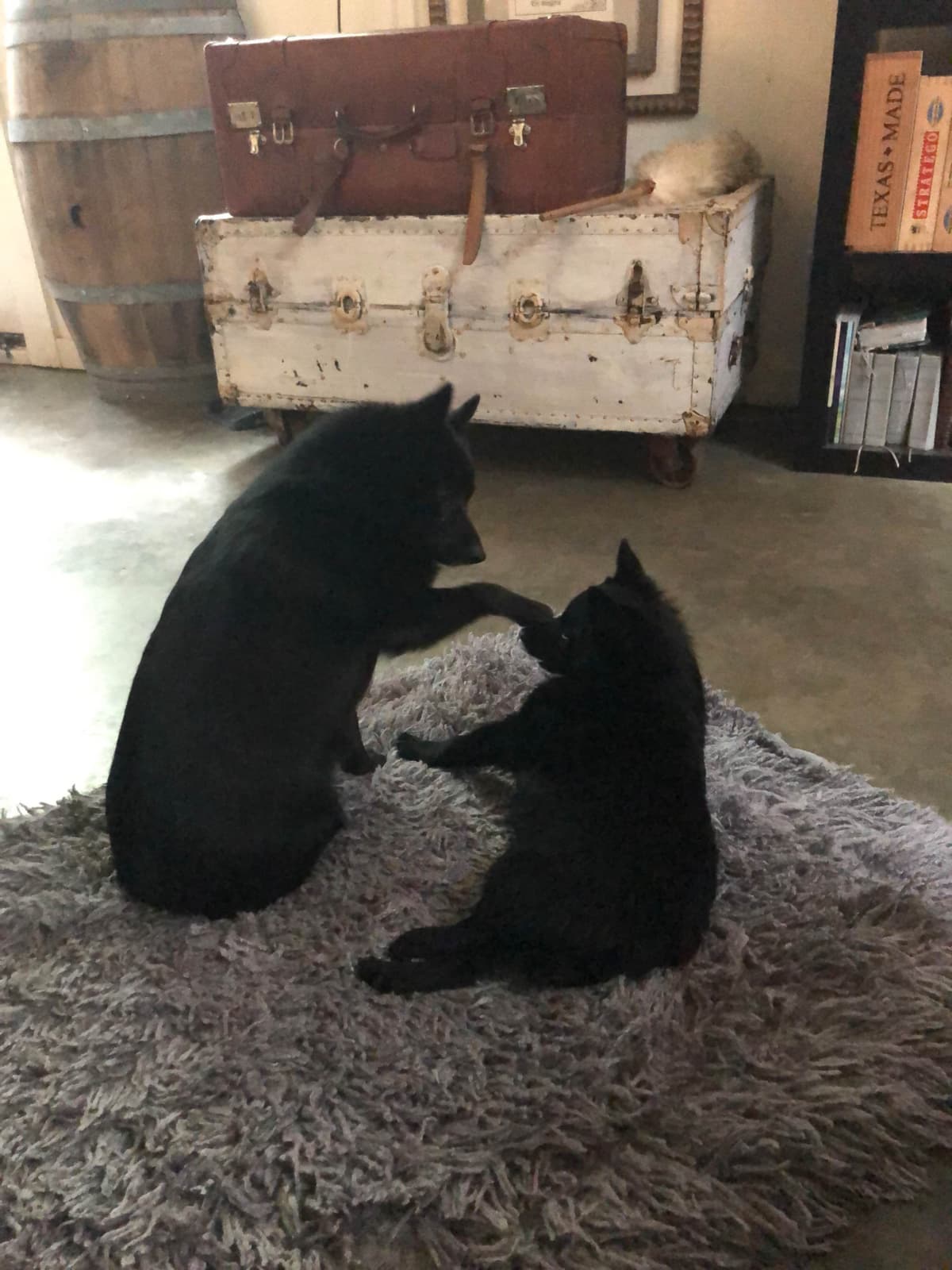 Schipperke Puppies breeder image 5
