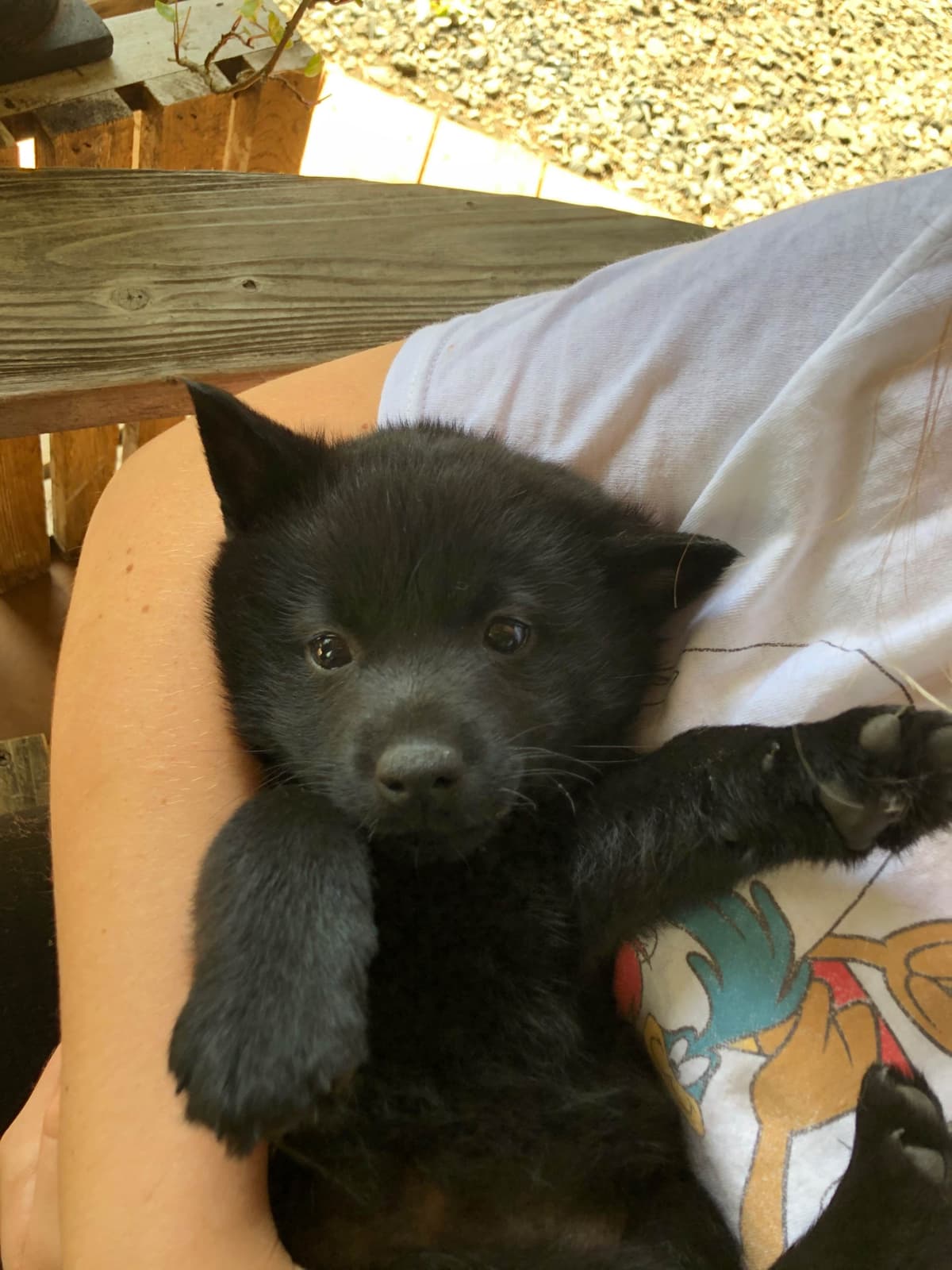 Schipperke Puppies breeder image 6