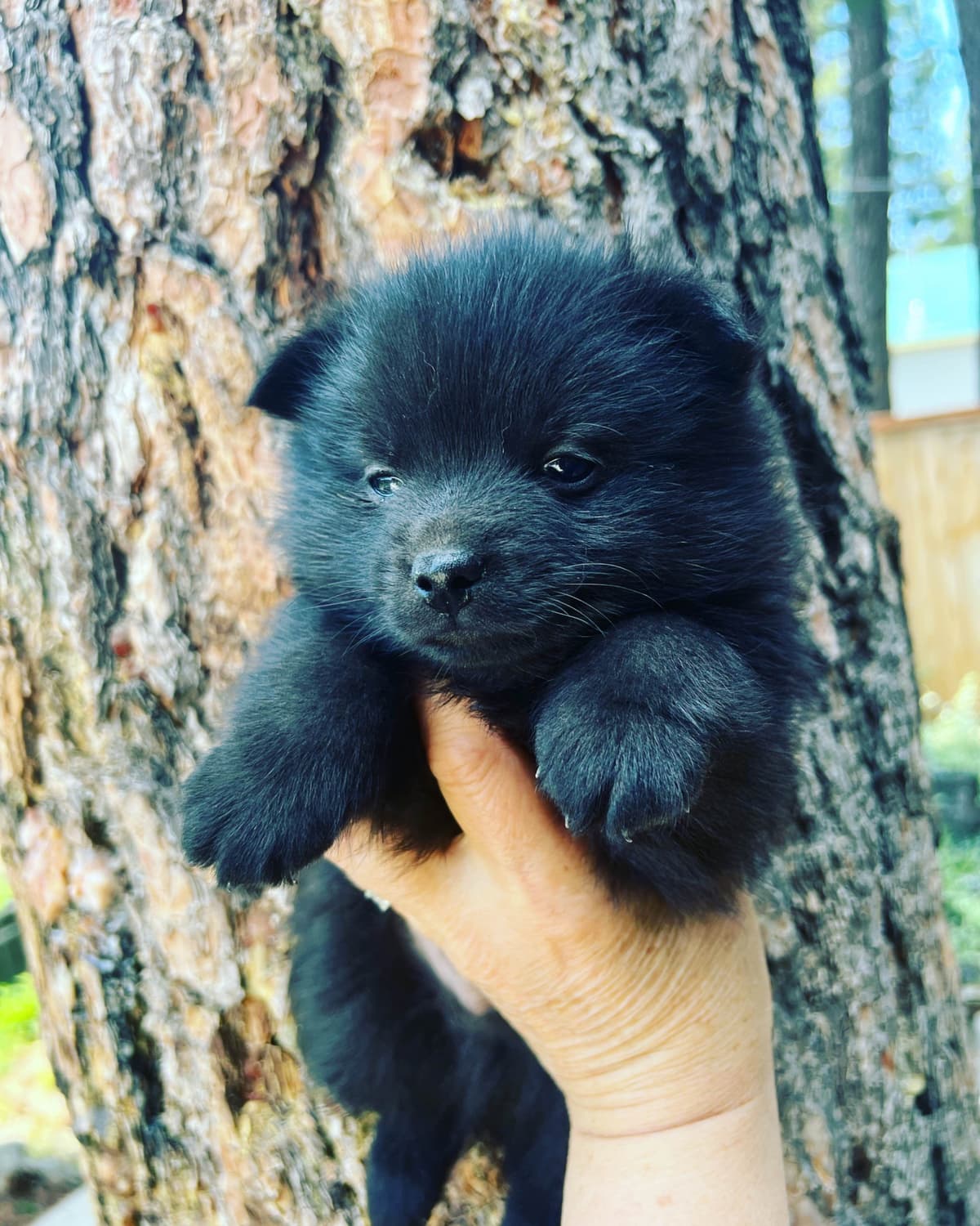 Schipperke Puppies breeder image 7