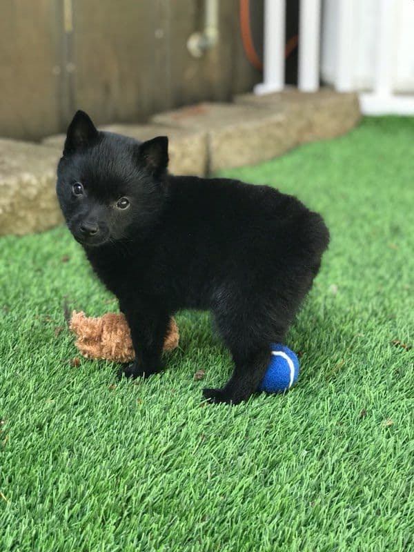Schipperke Puppies breeder image 10