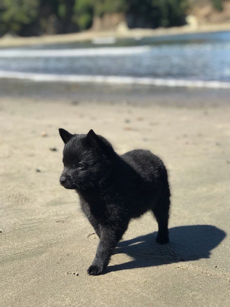 Schipperke Puppies breeder image 9
