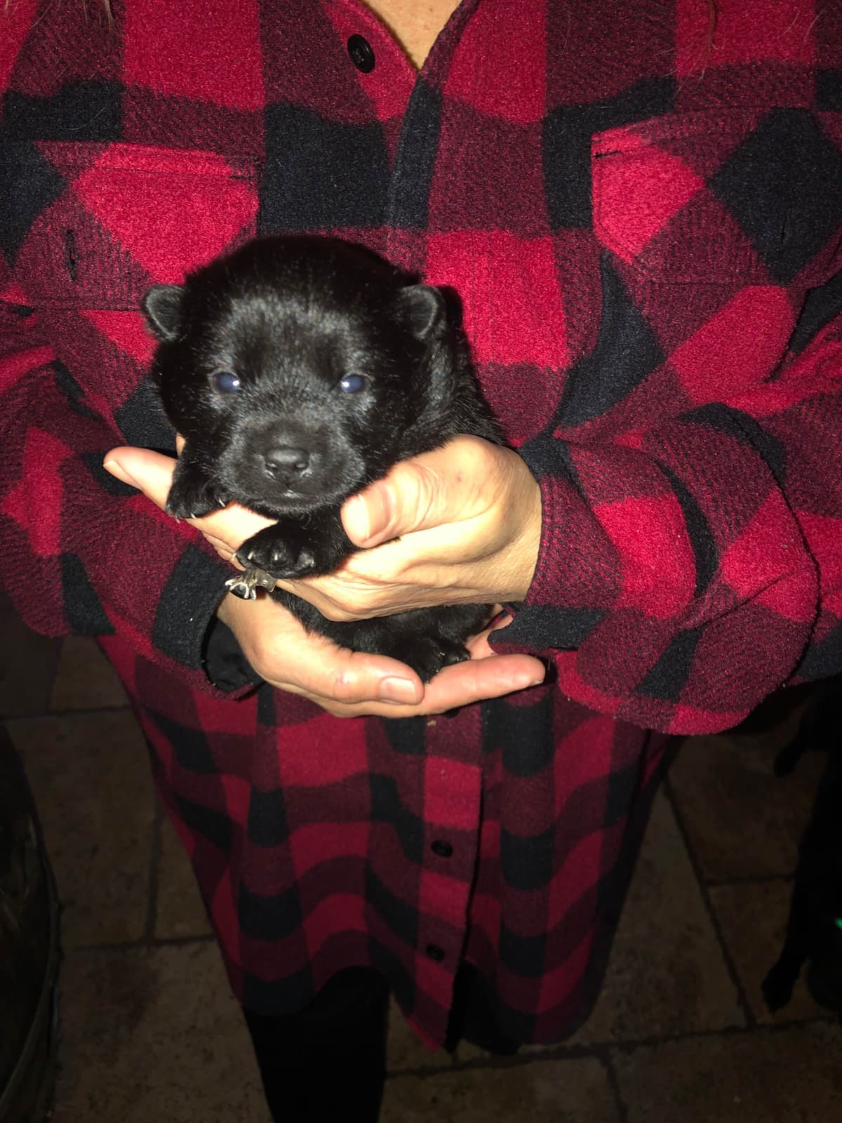Schipperke Puppies breeder image 11