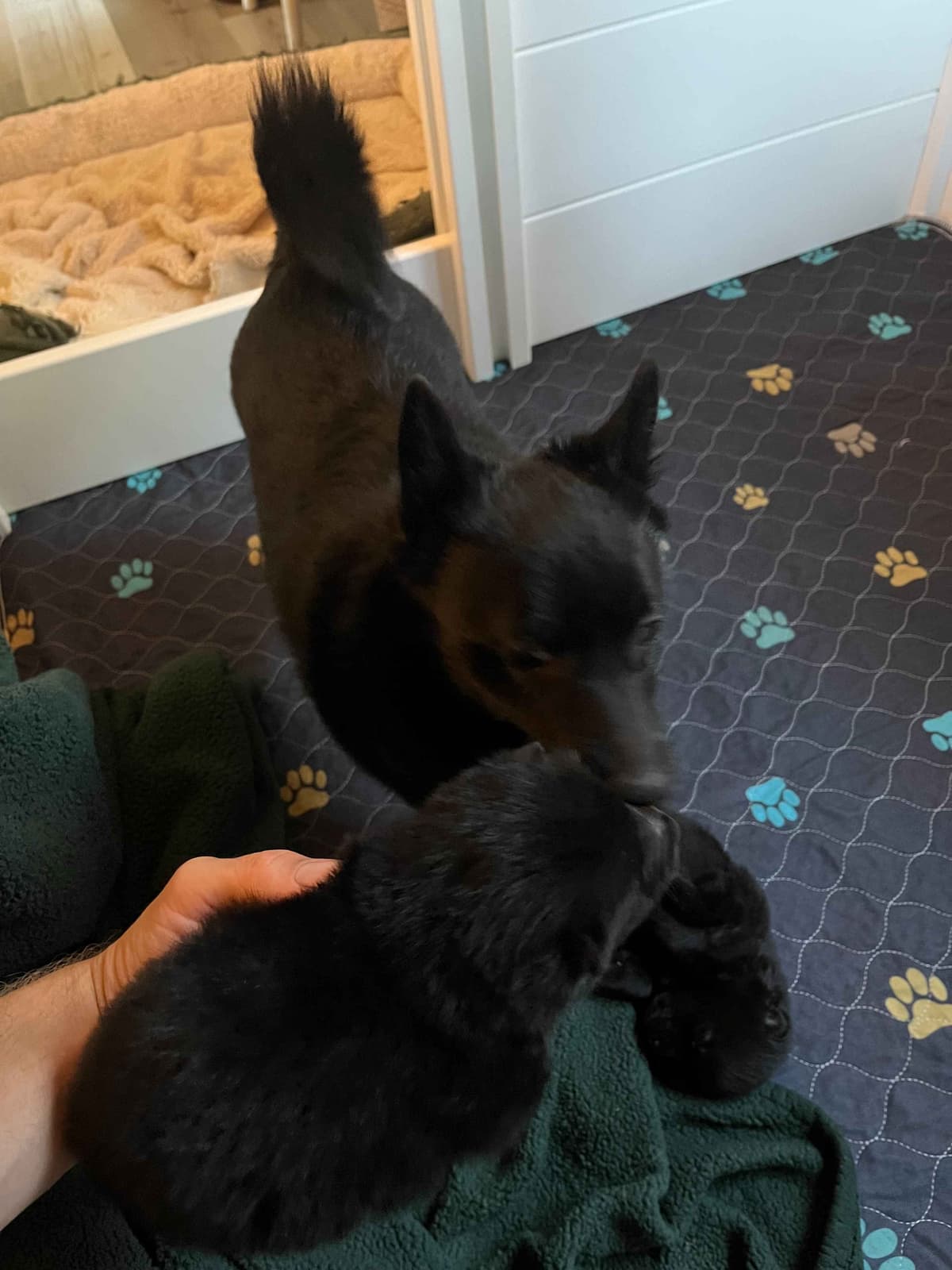 Schipperke Puppies breeder image 12