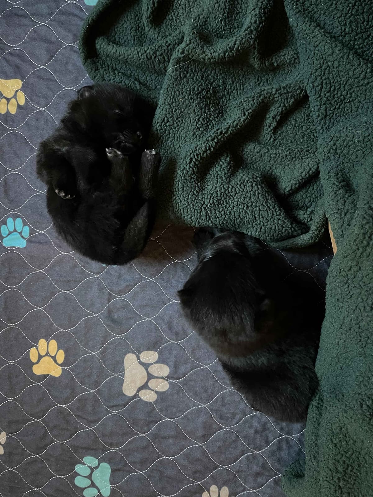 Schipperke Puppies breeder image 13