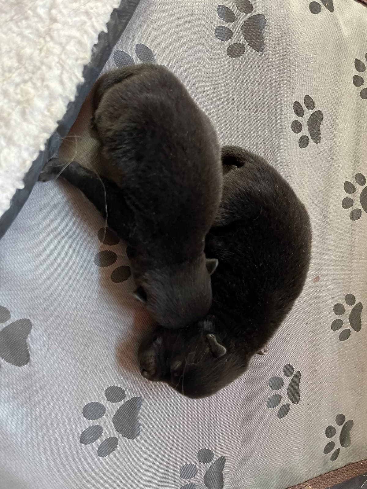 Schipperke Puppies breeder image 14