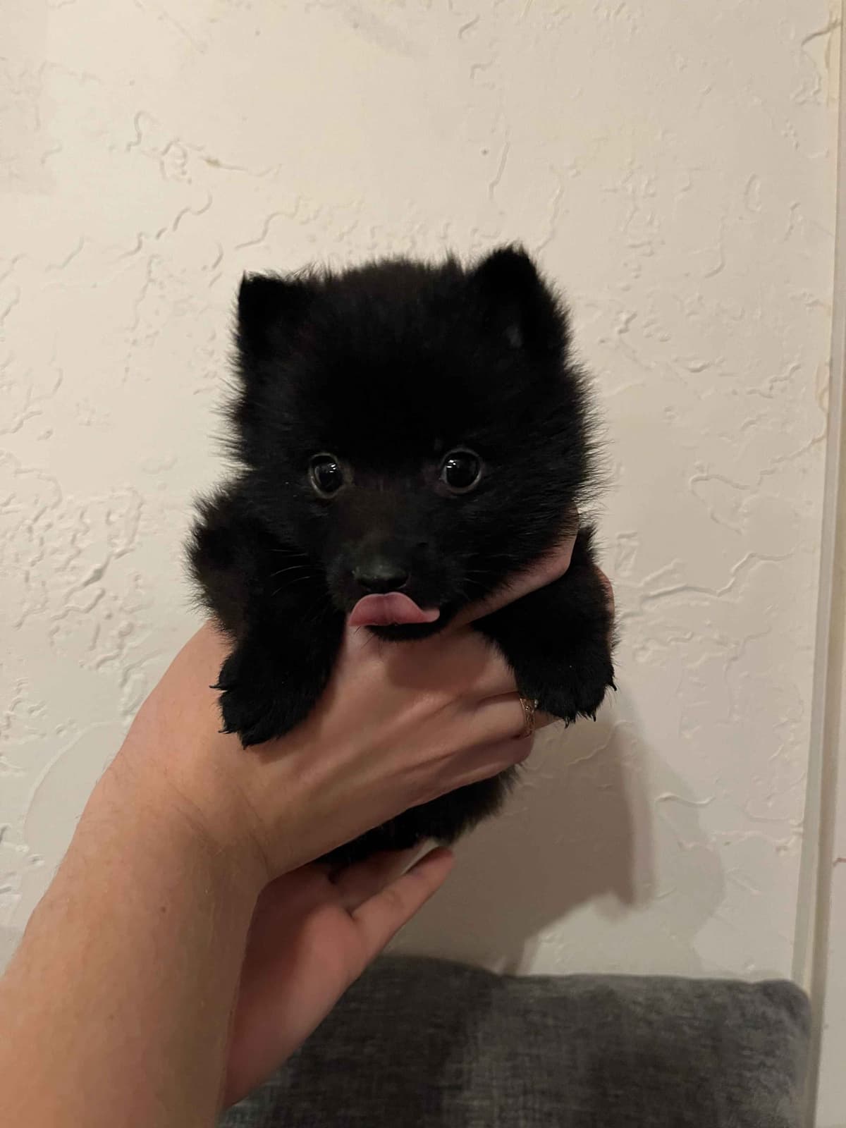Schipperke Puppies breeder image 3