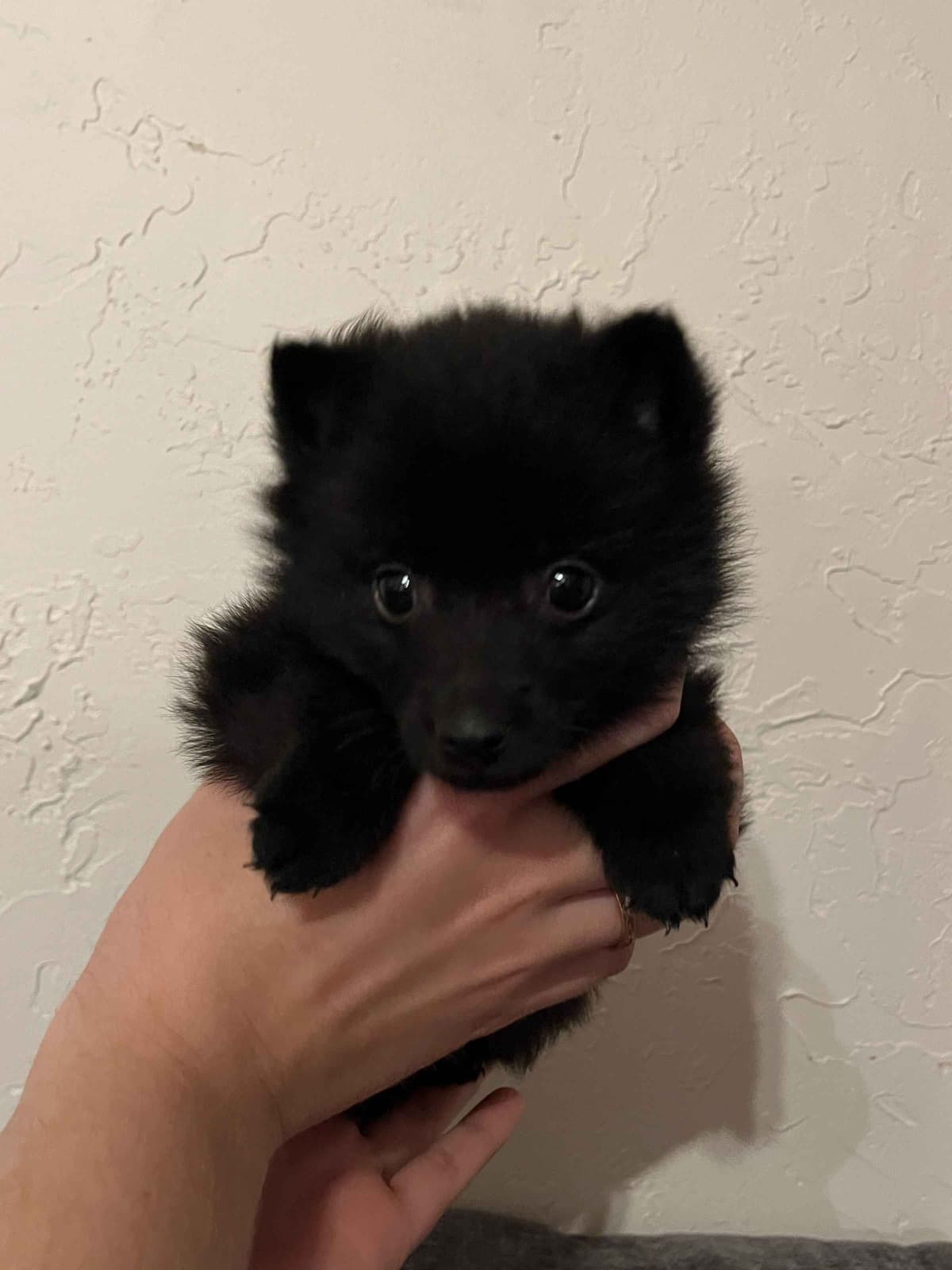 Schipperke Puppies breeder image 1