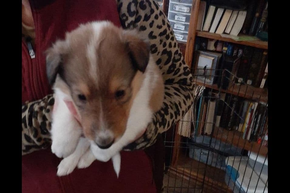 Dragonfen Rough Coat Collie Puppies breeder image 2
