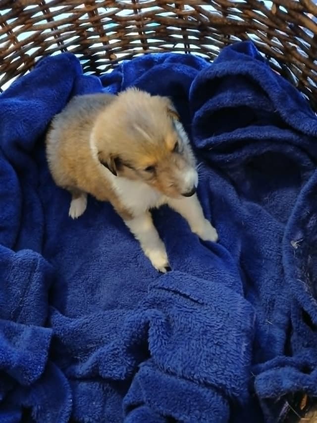 Dragonfen Rough Coat Collie Puppies media 2
