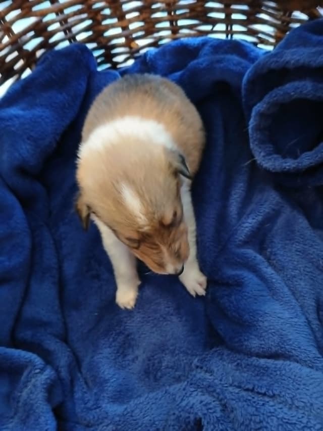 Dragonfen Rough Coat Collie Puppies media 3
