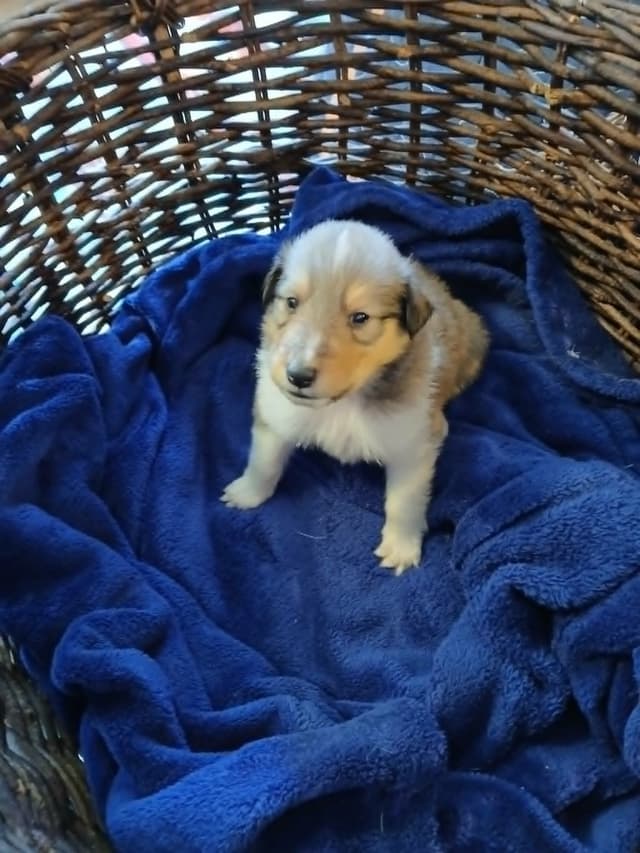 Dragonfen Rough Coat Collie Puppies media 4
