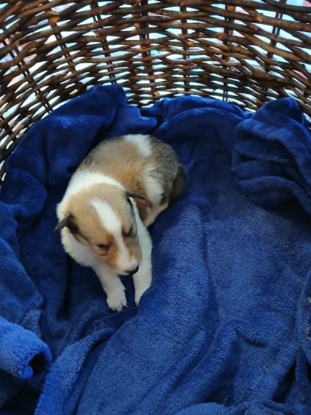 Dragonfen Rough Coat Collie Puppies media 5