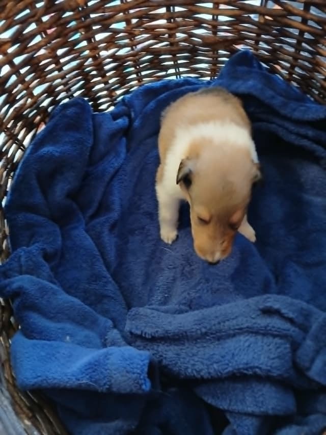 Dragonfen Rough Coat Collie Puppies media 6