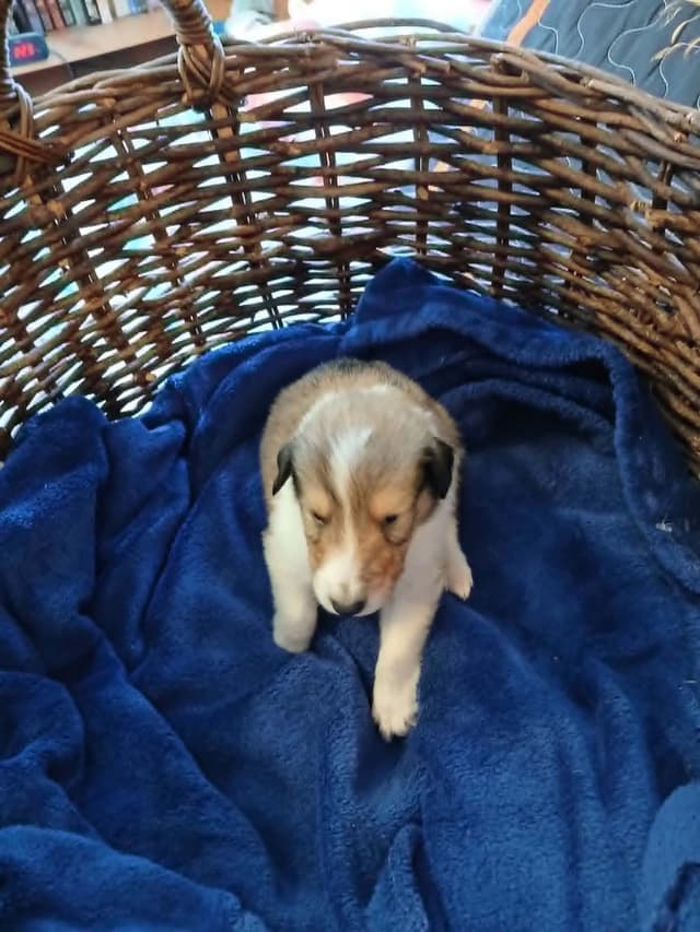 Dragonfen Rough Coat Collie Puppies media 7