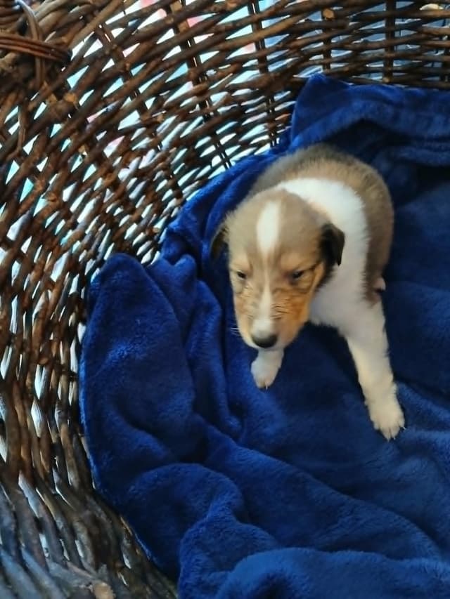 Dragonfen Rough Coat Collie Puppies media 8