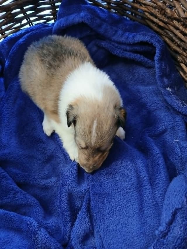 Dragonfen Rough Coat Collie Puppies media 9