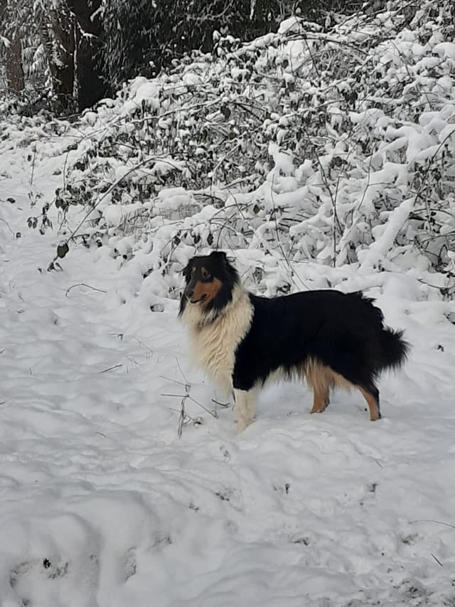 Dragonfen Rough Coat Collie Puppies media 10