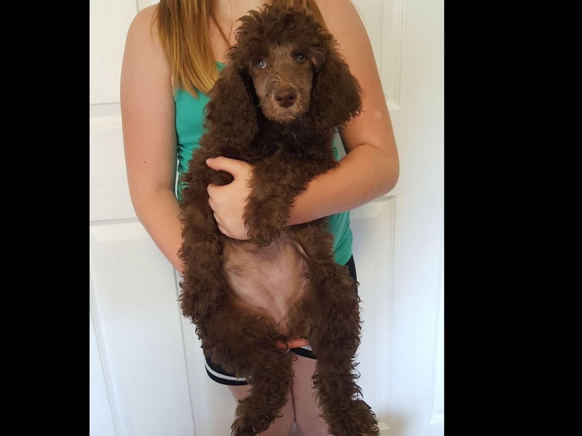 Komondor Puppies breeder image 2