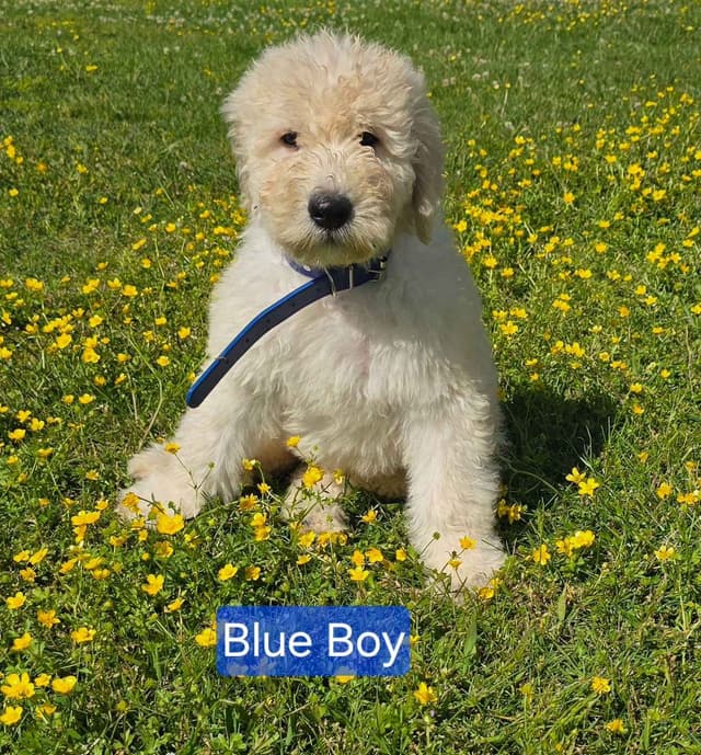Komondor Puppies media 2
