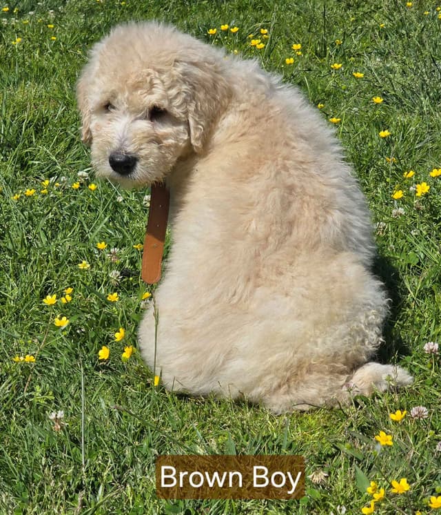 Komondor Puppies media 4