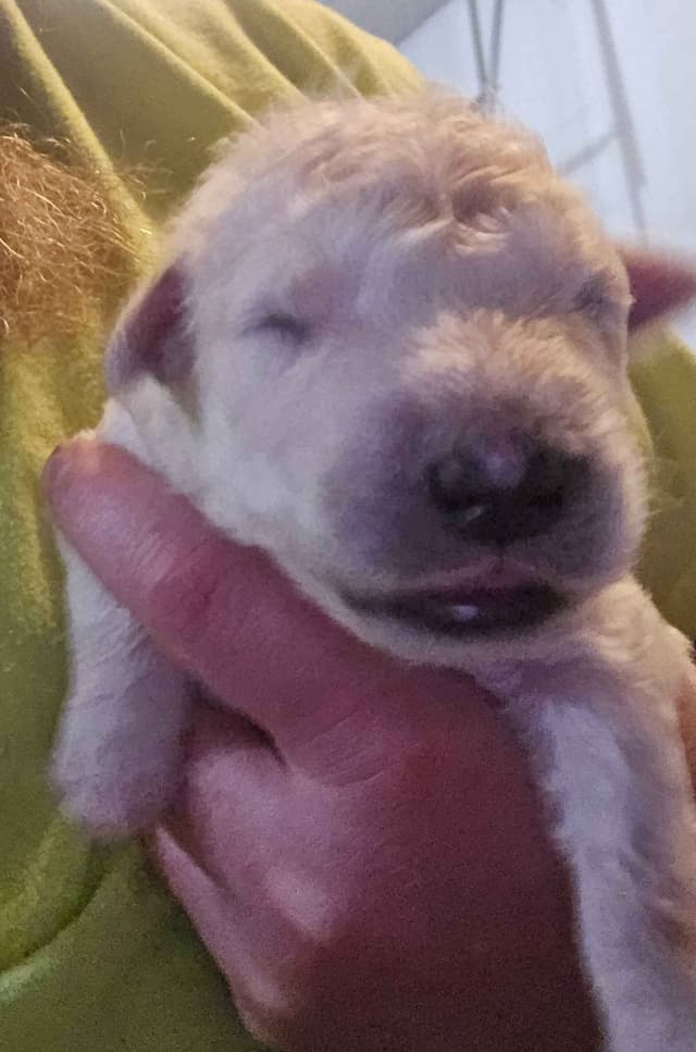 Komondor Puppies media 2