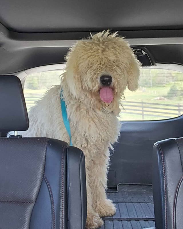 Komondor Puppies media 4