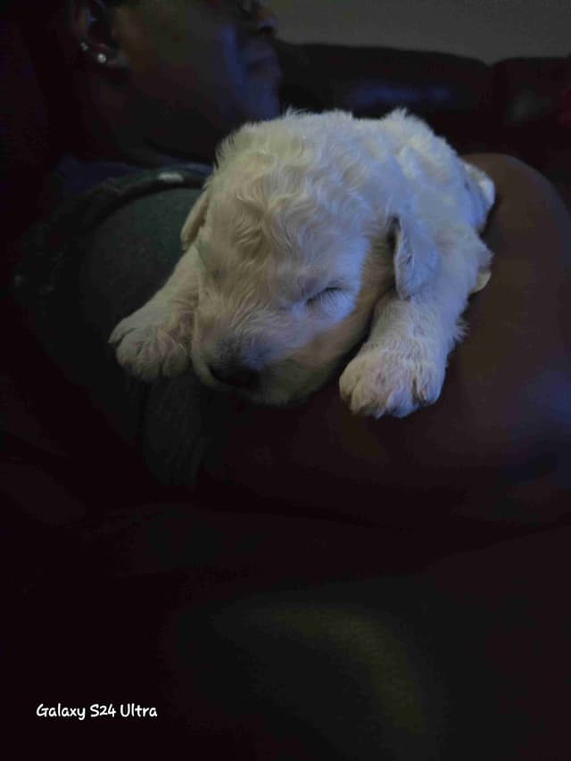 Komondor Puppies media 6