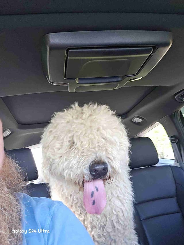 Komondor Puppies media 5