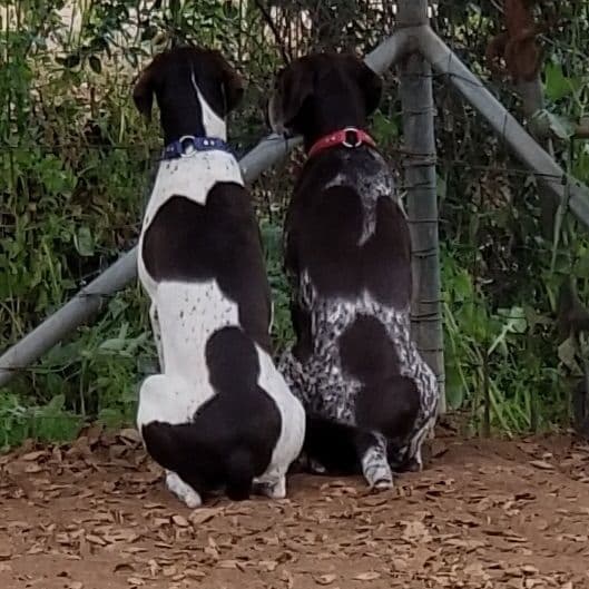 German Shorthaired Pointer Puppies breeder image 2