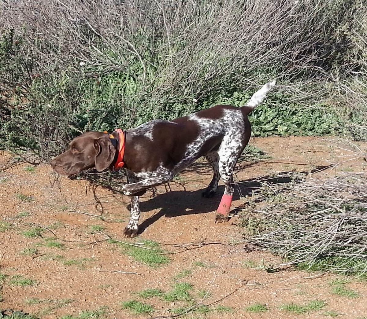 German Shorthaired Pointer Puppies breeder image 3