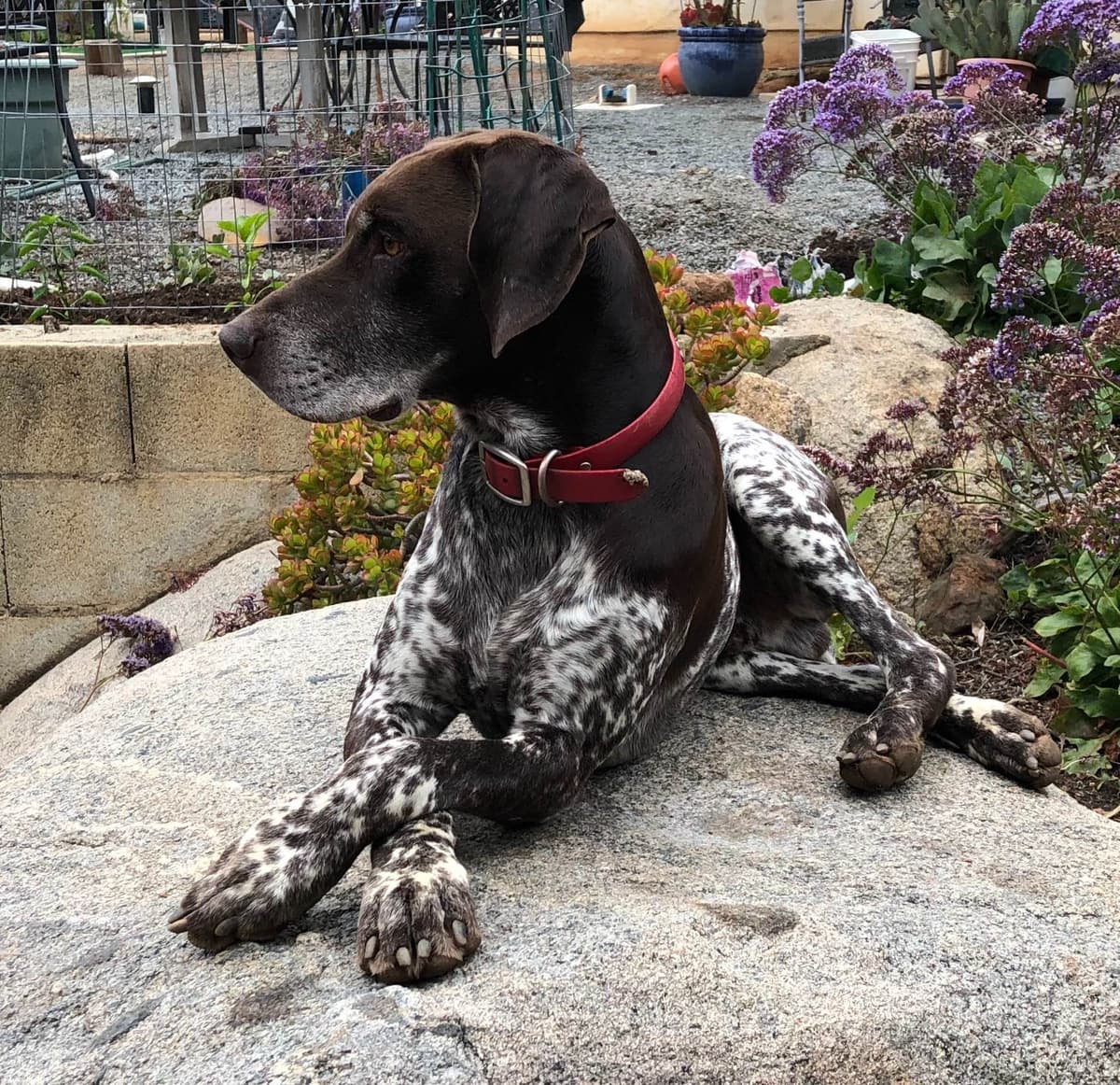 German Shorthaired Pointer Puppies breeder image 5