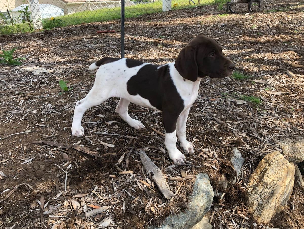 German Shorthaired Pointer Puppies breeder image 6