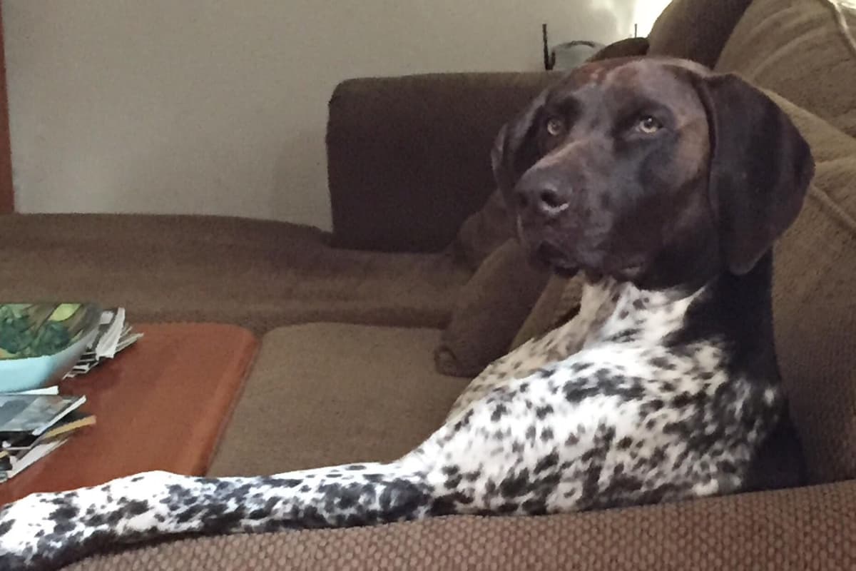 German Shorthaired Pointer Puppies breeder image 8