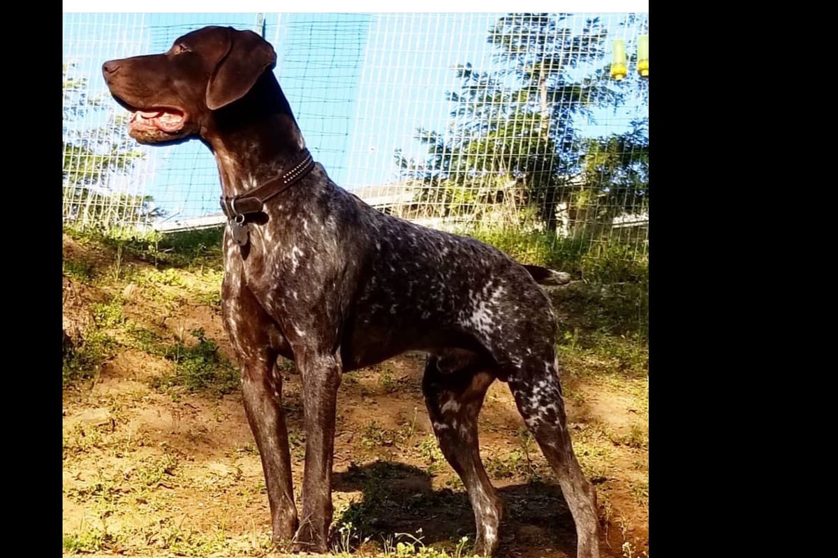 German Shorthaired Pointer Puppies breeder image 9