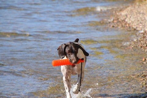 German Shorthaired Pointer Puppies breeder image 10