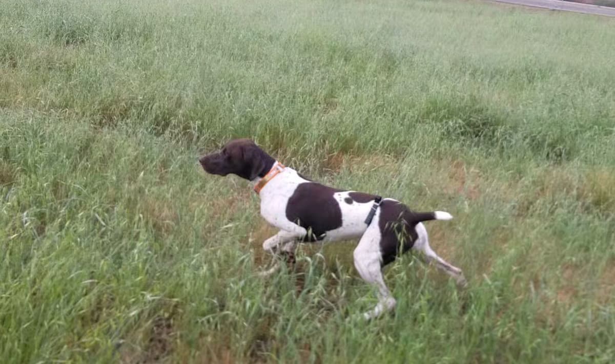 German Shorthaired Pointer Puppies breeder image 11